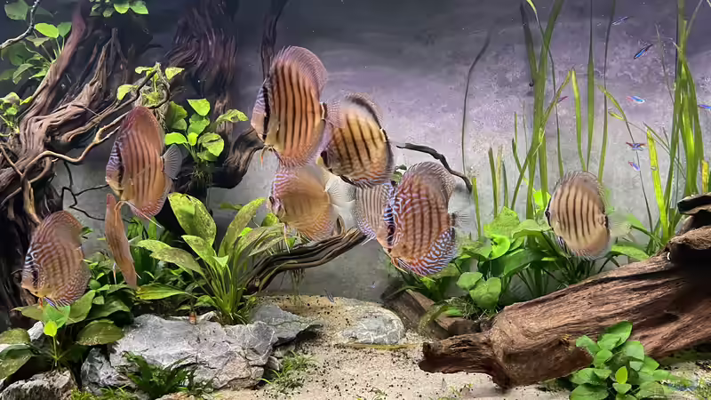 Besatz im Aquarium Diskus von Nick Fisher (28)