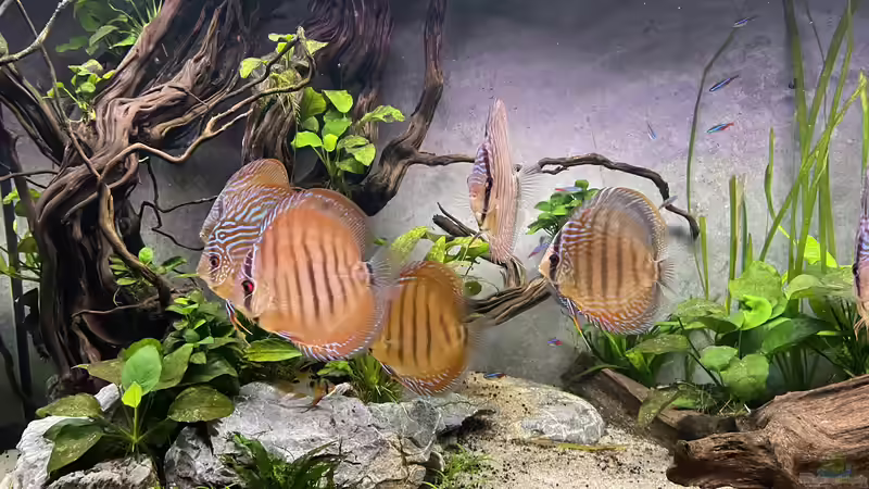 Besatz im Aquarium Diskus von Nick Fisher (29)