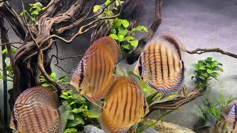 Besatz im Aquarium Diskus von Nick Fisher (30)