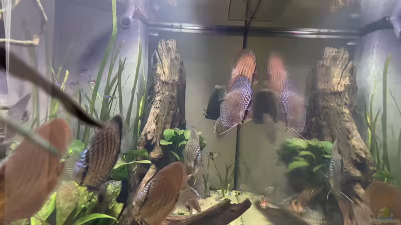 Besatz im Aquarium Diskus von Nick Fisher (31)