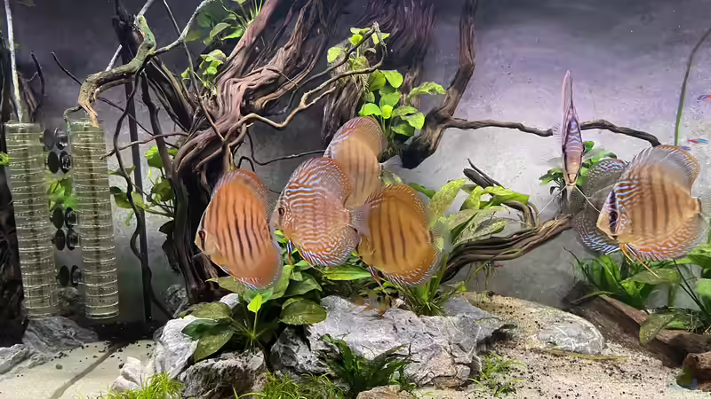 Besatz im Aquarium Diskus von Nick Fisher (32)