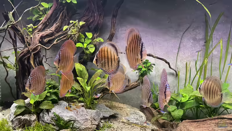 Besatz im Aquarium Diskus von Nick Fisher (33)