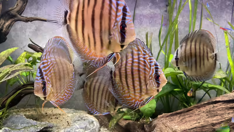 Besatz im Aquarium Diskus von Nick Fisher (34)