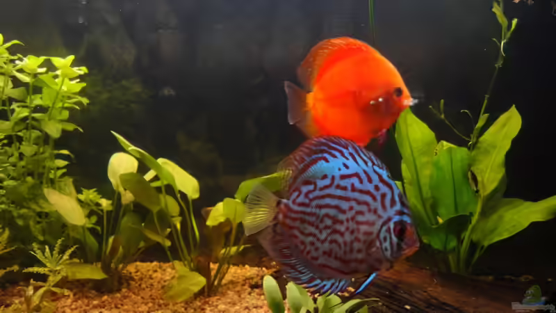 Besatz im Aquarium Diskus von yellow (13)