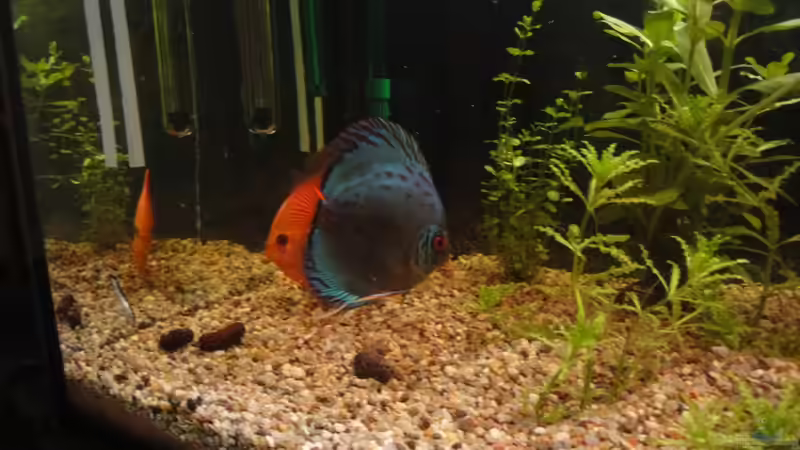 Besatz im Aquarium Diskus von yellow (15)