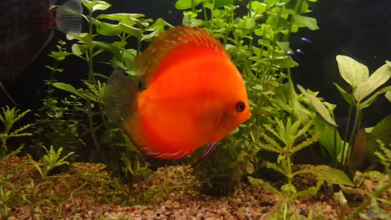 Besatz im Aquarium Diskus von yellow (16)