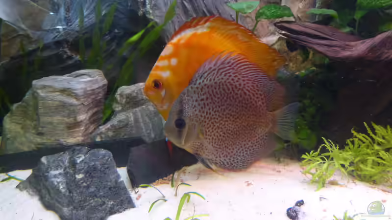 Besatz im Aquarium Diskusaquarium von bo3 (13)