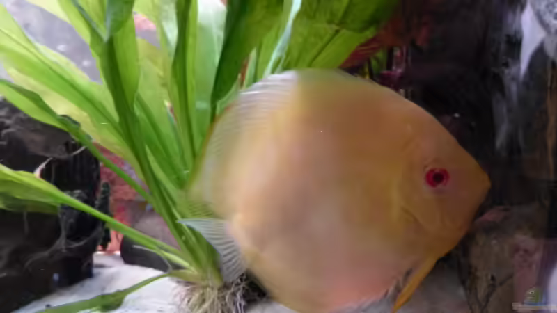 Besatz im Aquarium Diskusaquarium von bo3 (14)