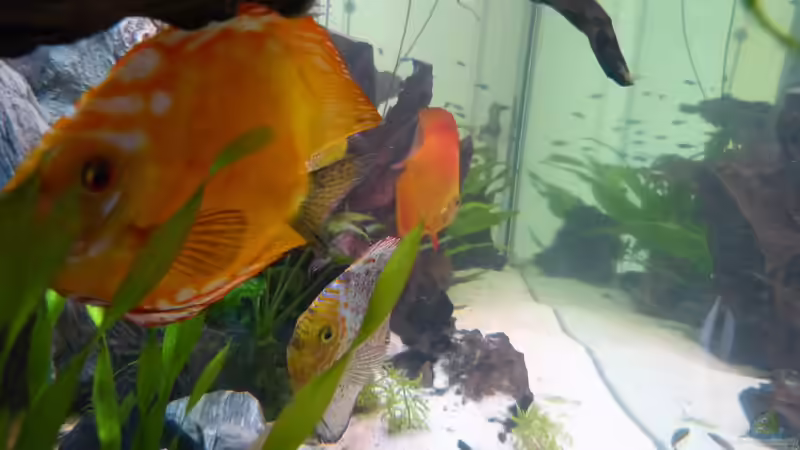 Besatz im Aquarium Diskusaquarium von bo3 (17)