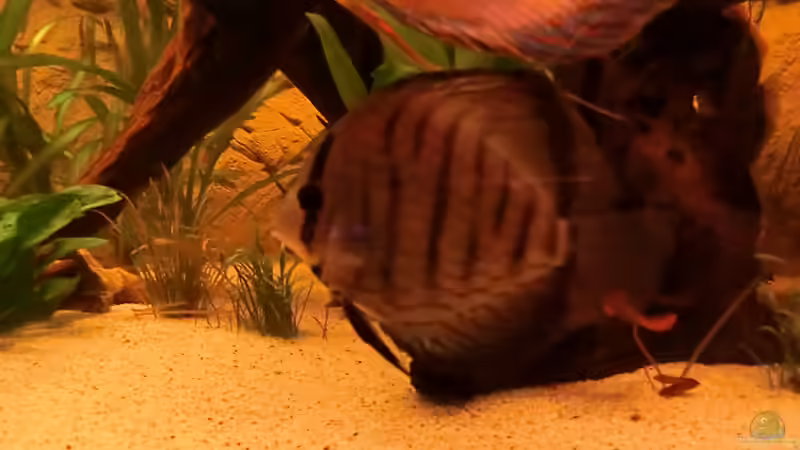 Besatz im Aquarium Diskusbecken - nur noch als Beispiel von Steven Tumma (54)