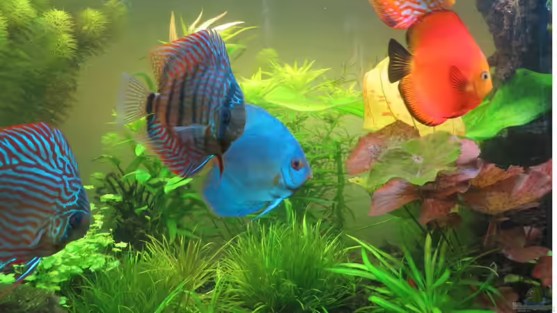 Besatz im Aquarium Diskusbecken aufgelöst von Tristan (3)