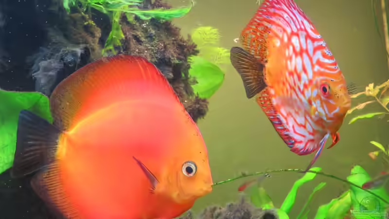 Besatz im Aquarium Diskusbecken aufgelöst von Tristan (4)