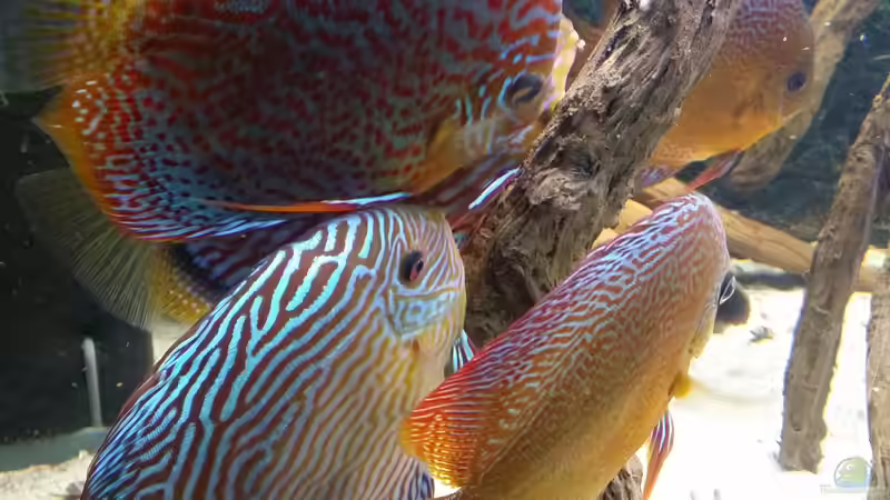 Besatz im Aquarium Diskusbecken (Nur noch Beispiel) von Pirarucu (21)