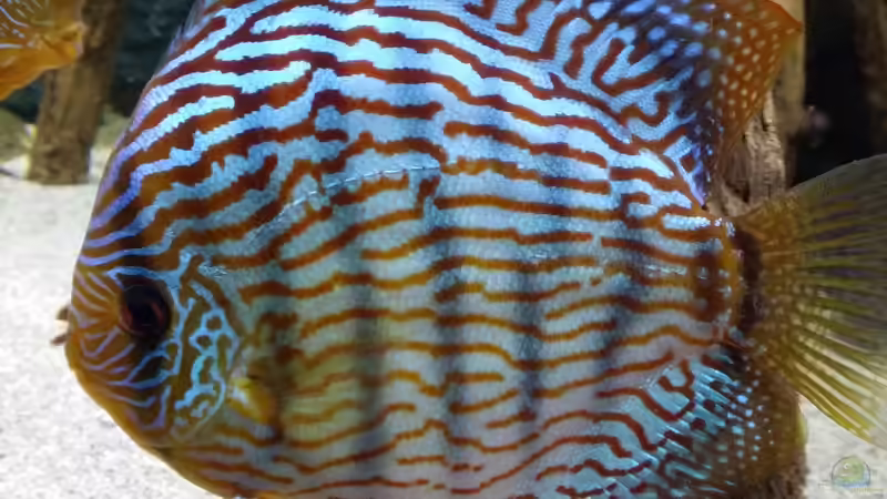 Besatz im Aquarium Diskusbecken (Nur noch Beispiel) von Pirarucu (22)