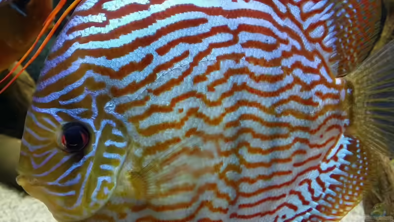 Besatz im Aquarium Diskusbecken (Nur noch Beispiel) von Pirarucu (24)