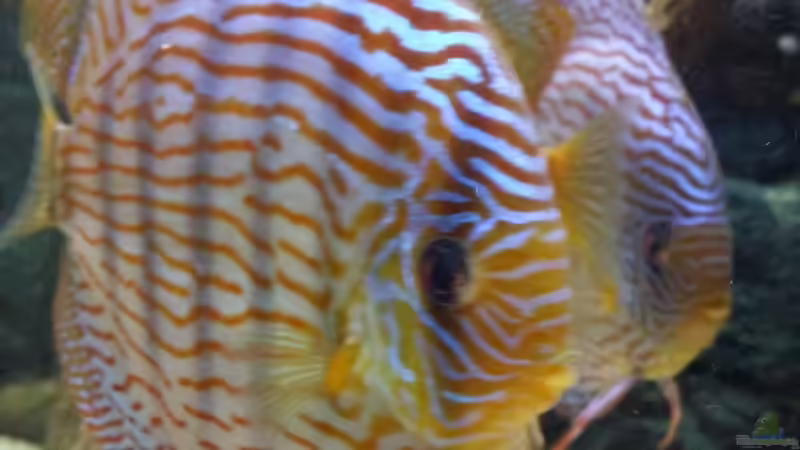 Besatz im Aquarium Diskusbecken (Nur noch Beispiel) von Pirarucu (25)