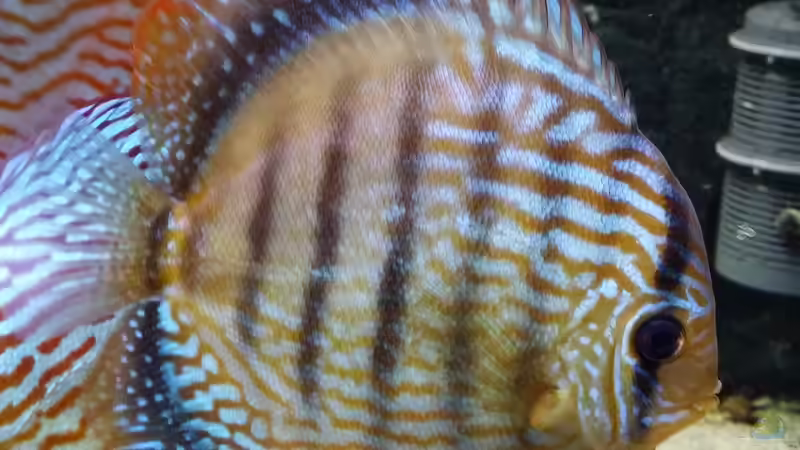 Besatz im Aquarium Diskusbecken (Nur noch Beispiel) von Pirarucu (26)