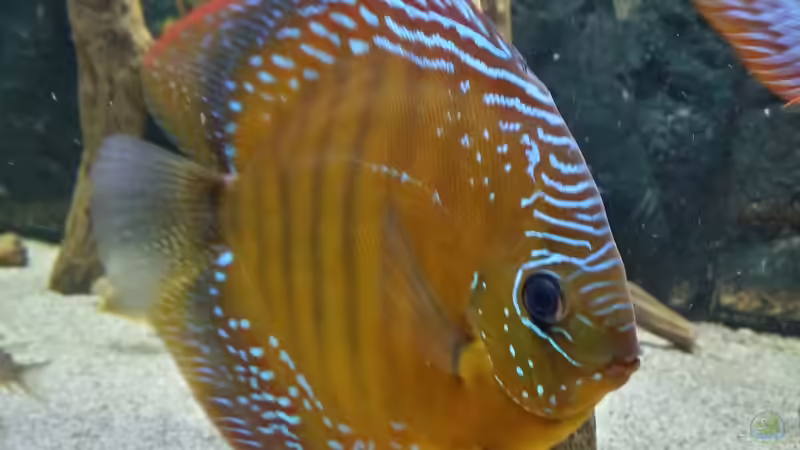 Besatz im Aquarium Diskusbecken (Nur noch Beispiel) von Pirarucu (28)