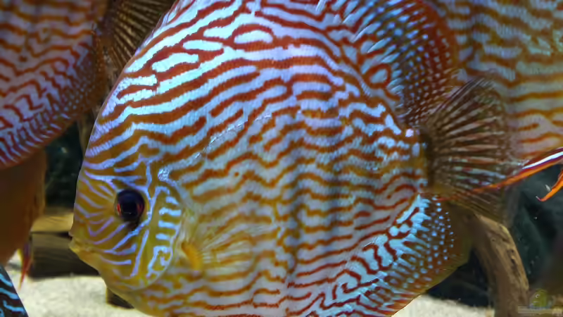 Besatz im Aquarium Diskusbecken (Nur noch Beispiel) von Pirarucu (29)