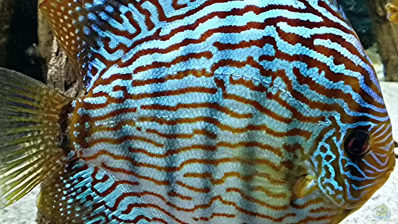 Besatz im Aquarium Diskusbecken (Nur noch Beispiel) von Pirarucu (31)