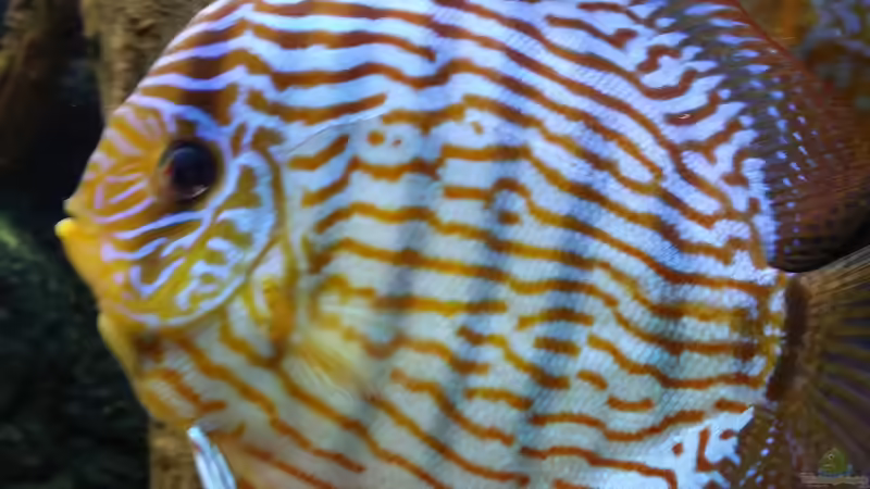 Besatz im Aquarium Diskusbecken (Nur noch Beispiel) von Pirarucu (32)