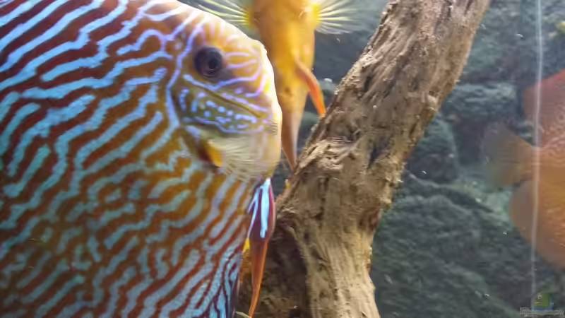 Besatz im Aquarium Diskusbecken (Nur noch Beispiel) von Pirarucu (33)