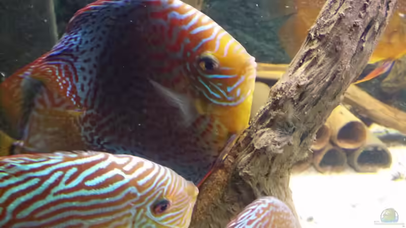 Besatz im Aquarium Diskusbecken (Nur noch Beispiel) von Pirarucu (34)
