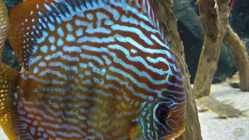 Besatz im Aquarium Diskusbecken (Nur noch Beispiel) von Pirarucu (35)