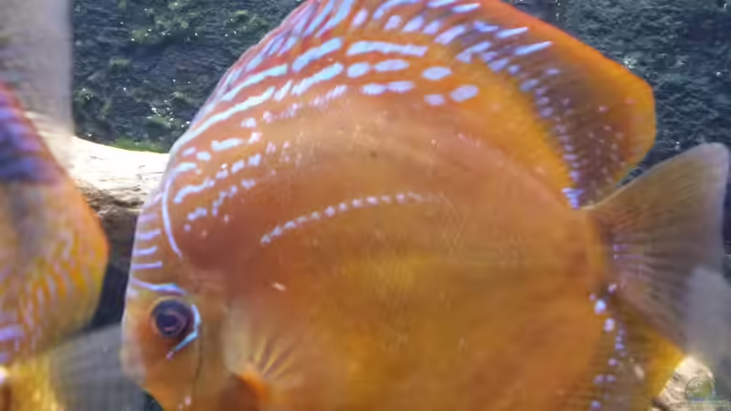 Besatz im Aquarium Diskusbecken (Nur noch Beispiel) von Pirarucu (36)