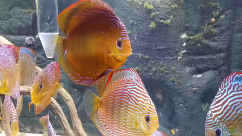 Besatz im Aquarium Diskusbecken (Nur noch Beispiel) von Pirarucu (37)
