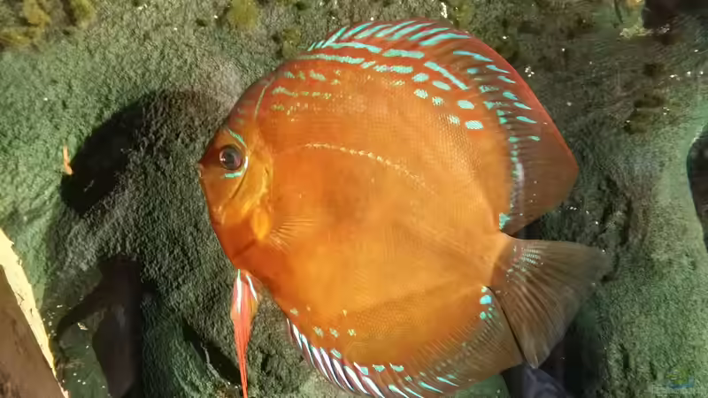 Besatz im Aquarium Diskusbecken (Nur noch Beispiel) von Pirarucu (38)