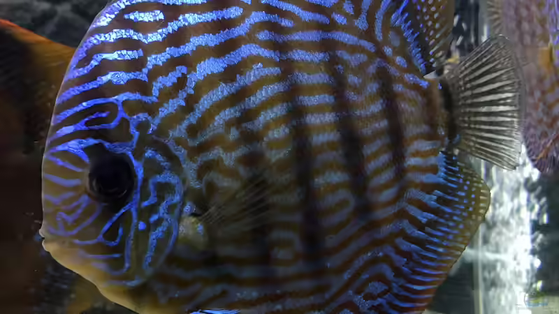 Besatz im Aquarium Diskusbecken (Nur noch Beispiel) von Pirarucu (41)