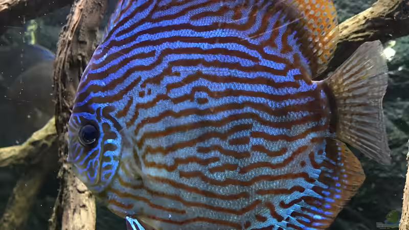 Besatz im Aquarium Diskusbecken (Nur noch Beispiel) von Pirarucu (42)