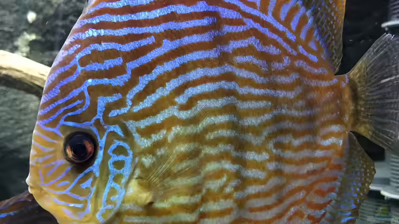 Besatz im Aquarium Diskusbecken (Nur noch Beispiel) von Pirarucu (43)