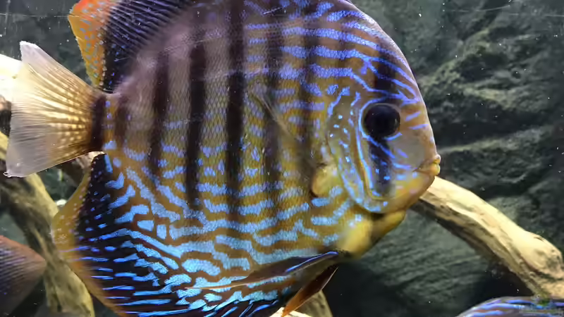 Besatz im Aquarium Diskusbecken (Nur noch Beispiel) von Pirarucu (45)