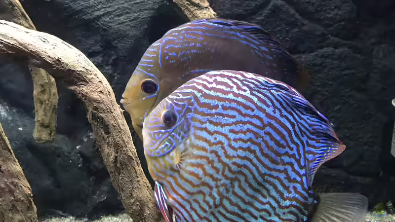 Besatz im Aquarium Diskusbecken (Nur noch Beispiel) von Pirarucu (46)