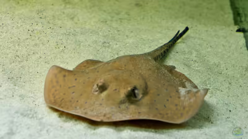 Besatz im Aquarium Diskusbecken von DA PLACID (13)