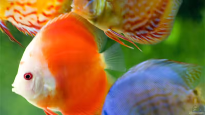 Besatz im Aquarium Diskusbecken von DA PLACID (14)