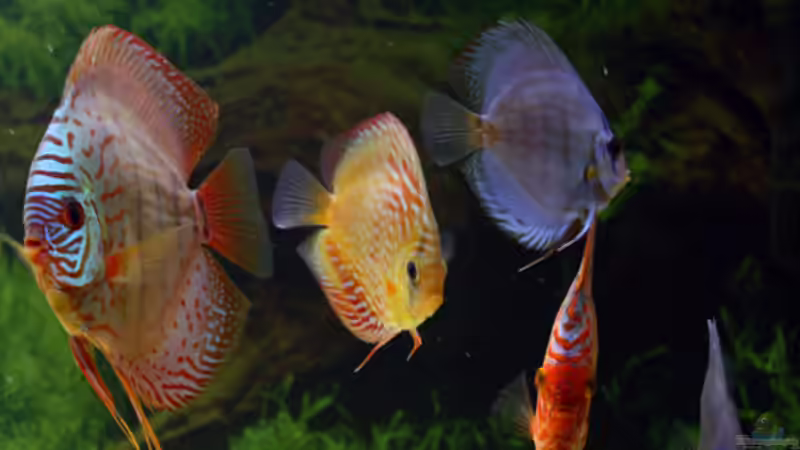 Besatz im Aquarium Diskusbecken von DA PLACID (18)