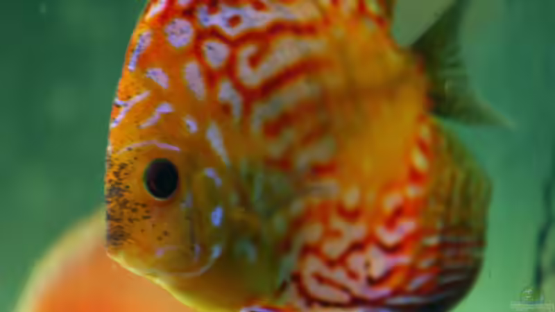 Besatz im Aquarium Diskusbecken von DA PLACID (22)