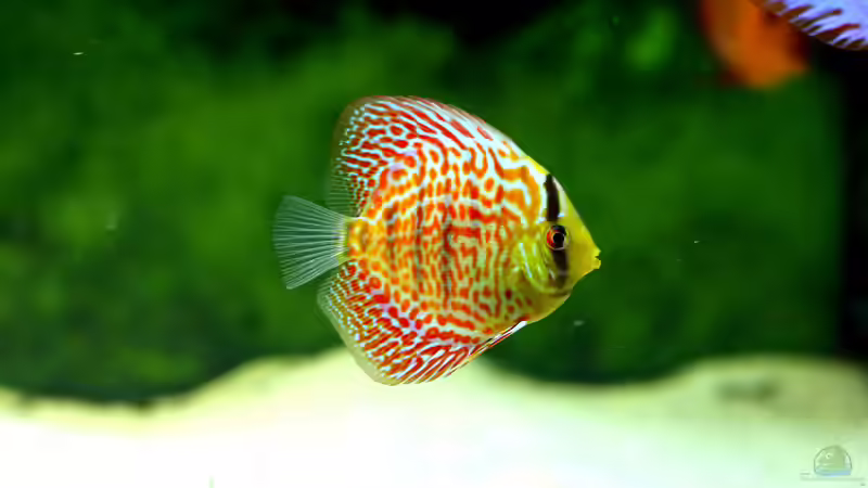 Besatz im Aquarium Diskusbecken von DA PLACID (23)