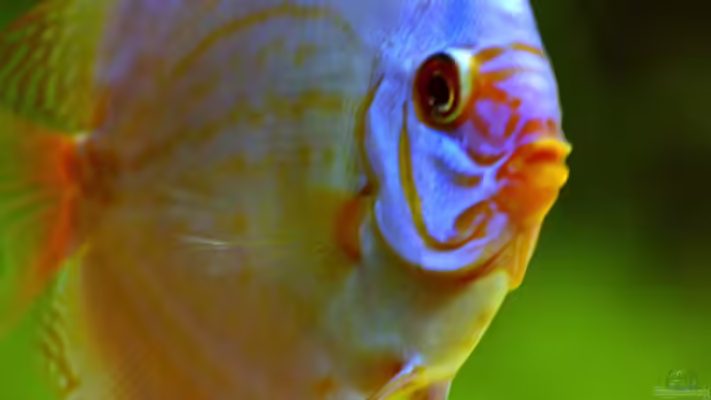 Besatz im Aquarium Diskusbecken von DA PLACID (24)