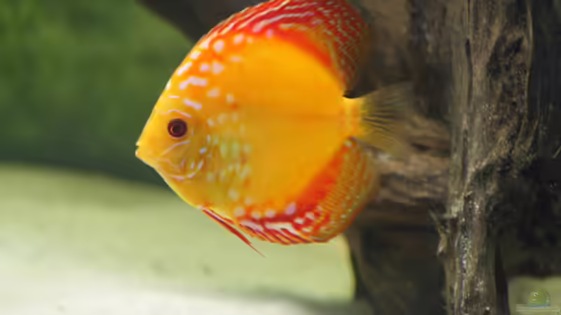 Besatz im Aquarium Diskusbecken von DA PLACID (25)