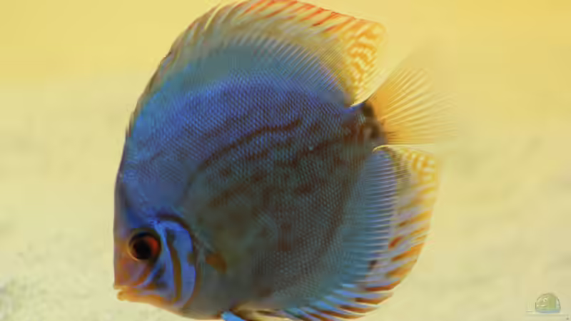 Besatz im Aquarium Diskusbecken von DA PLACID (26)