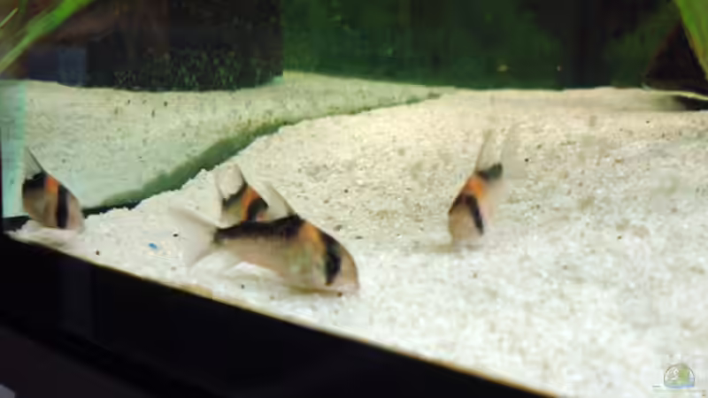 Besatz im Aquarium Diskusbecken von DA PLACID (8)