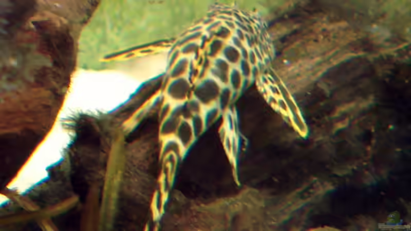 Besatz im Aquarium Diskusbecken von DA PLACID (9)