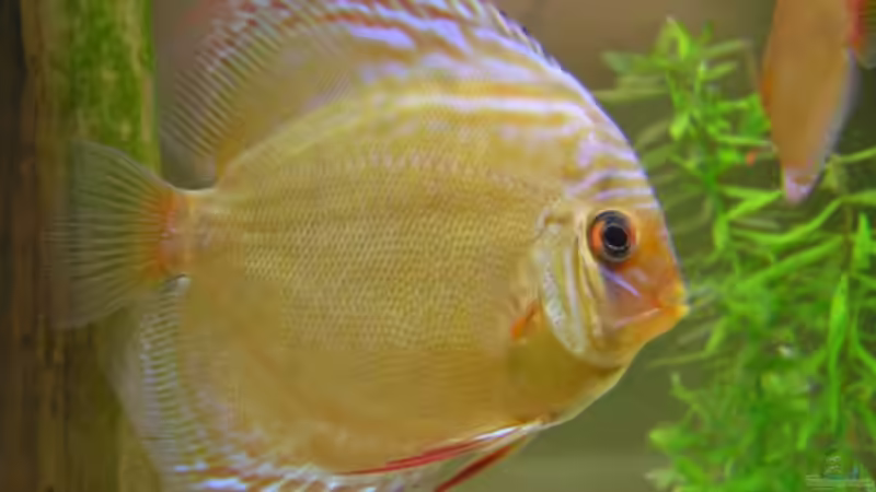 Besatz im Aquarium Diskusbecken von PirnaerAquarianer (6)