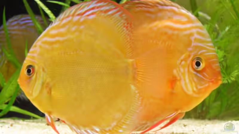 Besatz im Aquarium Diskusbecken von PirnaerAquarianer (7)