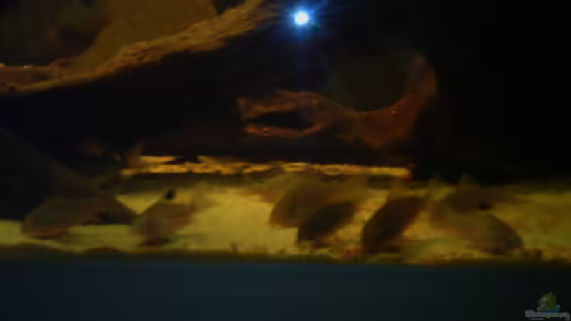 Besatz im Aquarium Diskusbecken von Stalker (9)