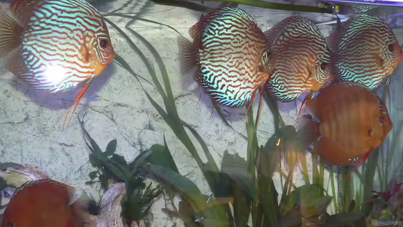 Besatz im Aquarium Diskusbecken von Uwe W (37)